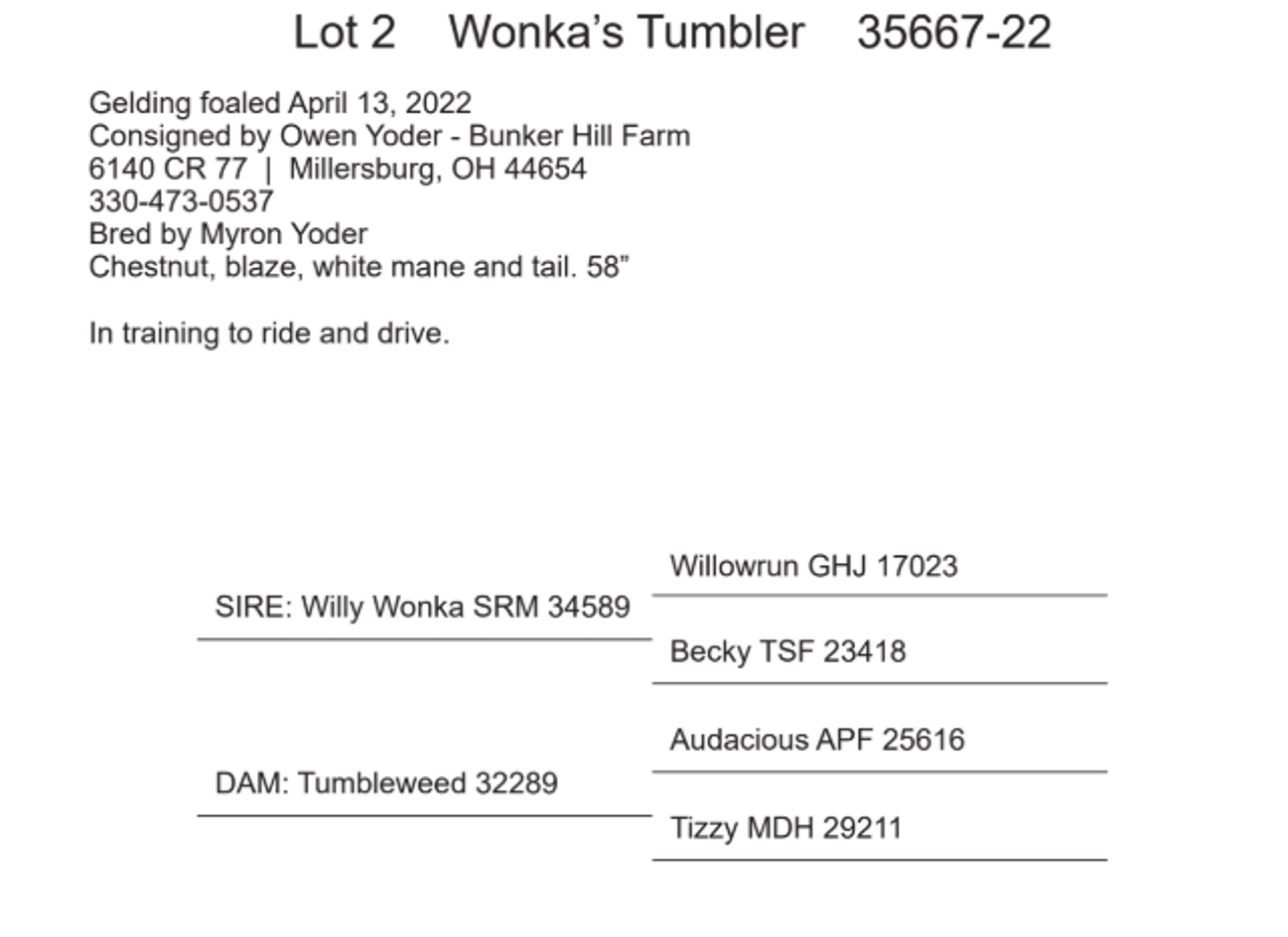 Image for Ashland Haflinger Sale