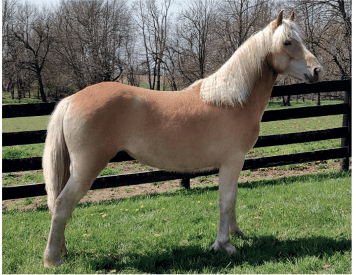 Image for Ashland Haflinger Sale
