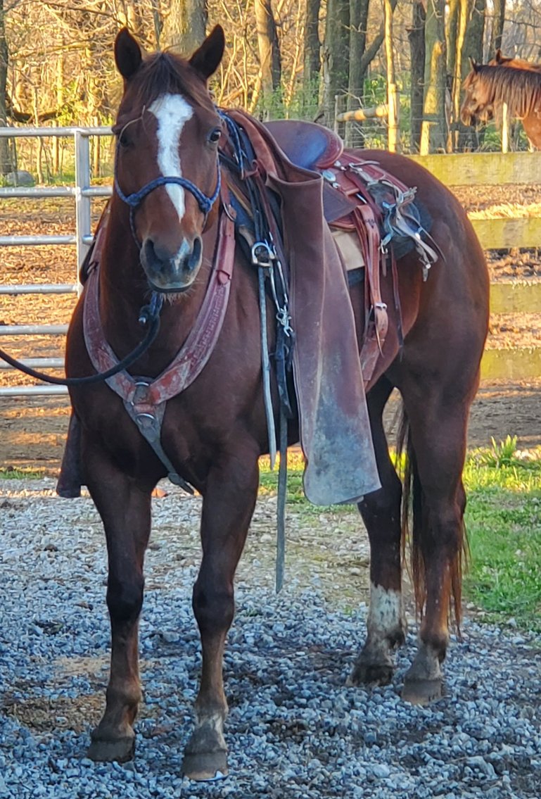 Image for Bluegrass East Summer Horse Sale