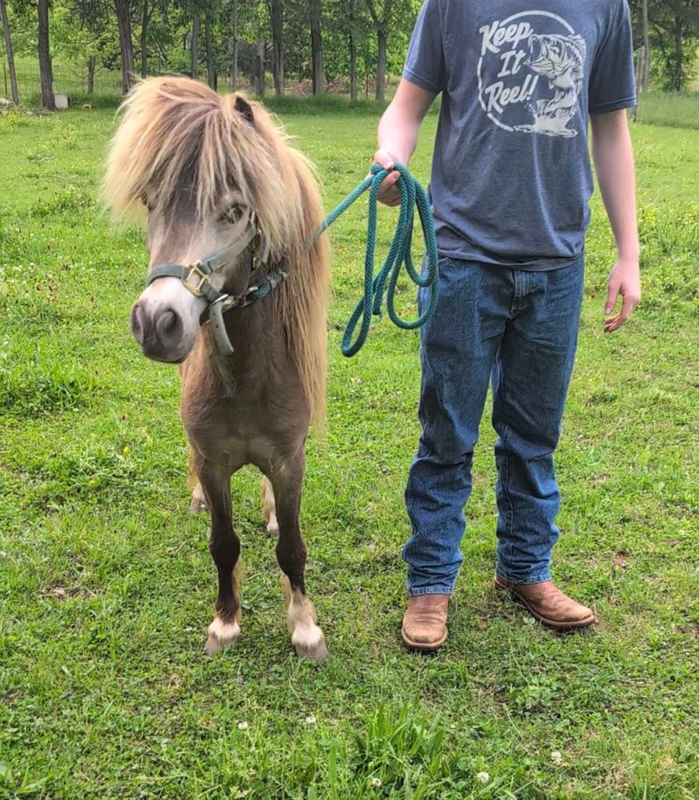 Image for Bluegrass East Summer Horse Sale