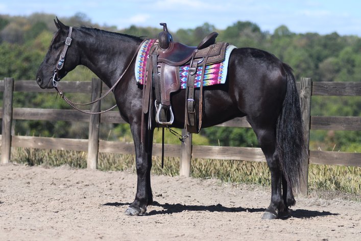 Image for Tri State Cattle and Horse Auction- Saturday- Day 2