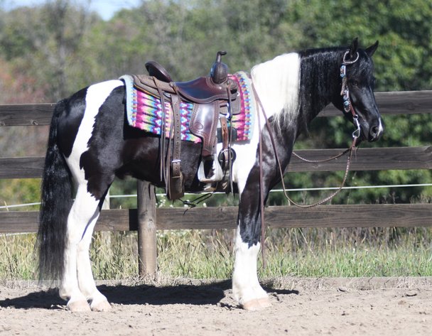 Image for Tri State Cattle and Horse Auction- Saturday- Day 2