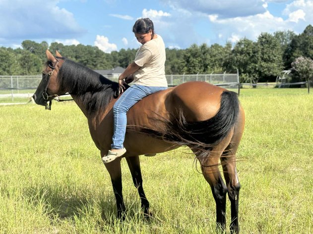 Image for Lumberton Horse and Tack Auction, November 2025