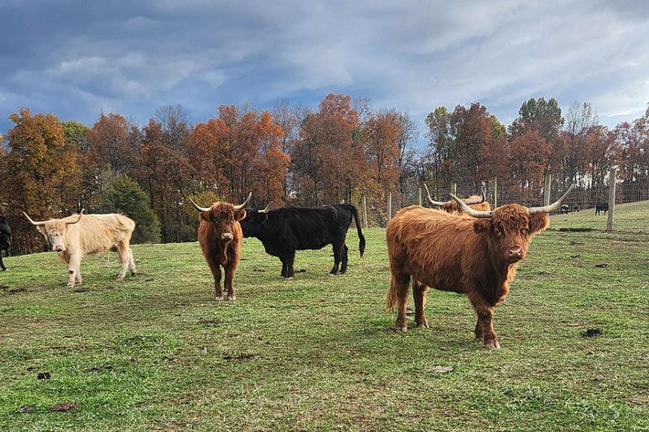 Image for Tri-State Cattle and Horse Auction- Friday- Day 1