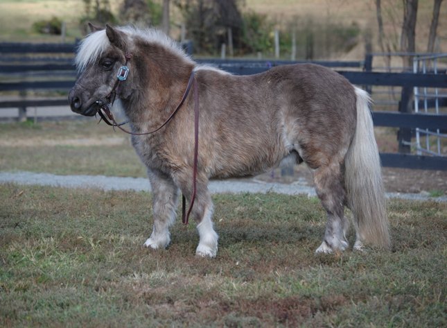 Image for Tri State Cattle and Horse Auction- Saturday- Day 2