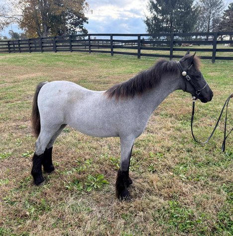 Image for Tri State Cattle and Horse Auction- Saturday- Day 2