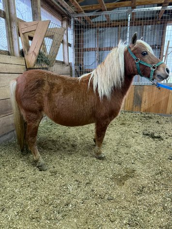 Image for Thanksgiving Crossbred and Pony Auction