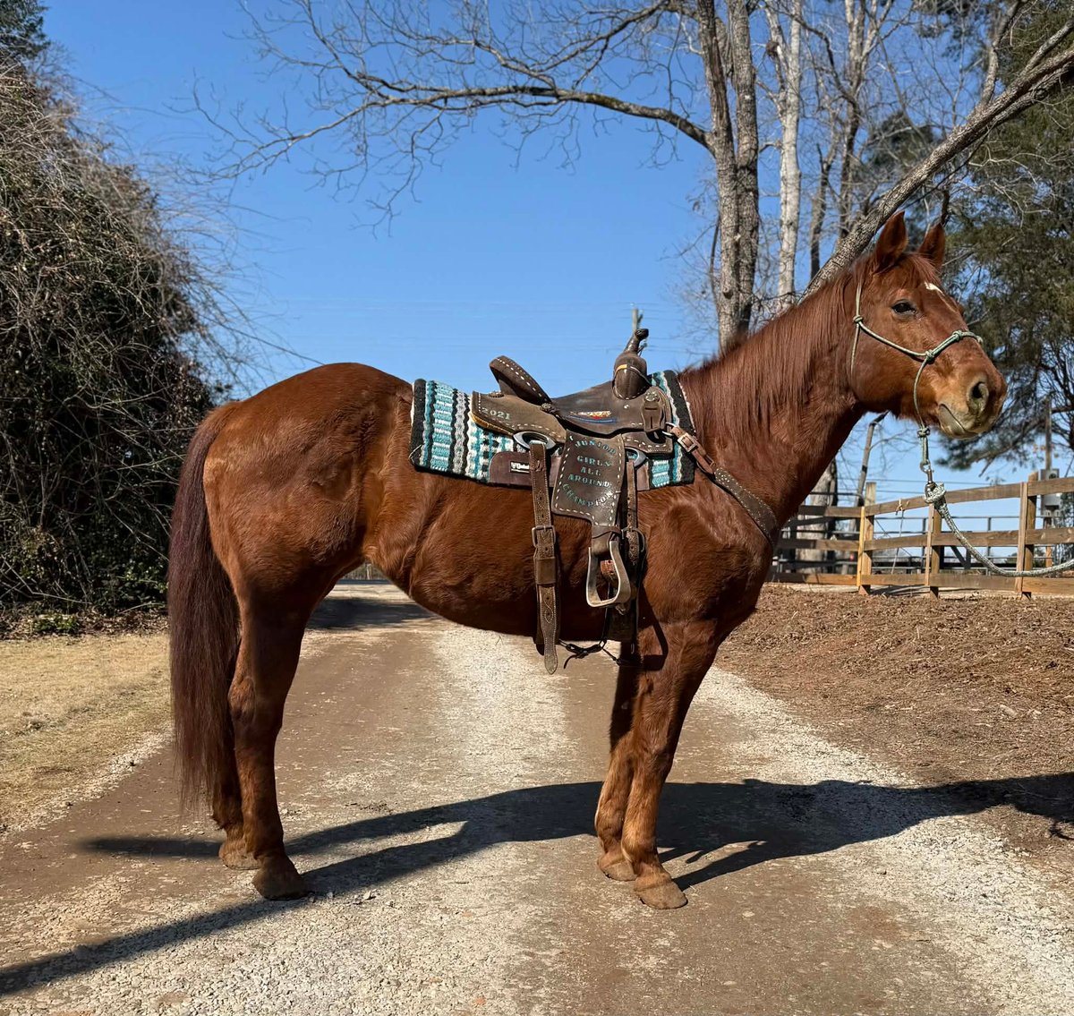 Image for Lumberton Horse and Tack Auction, March 2026