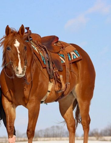 Image for Lumberton Horse and Tack Auction, March 2026