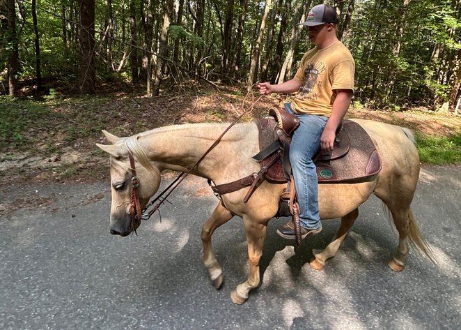 Image for Dixie Horse Auction- Friday- Day 1