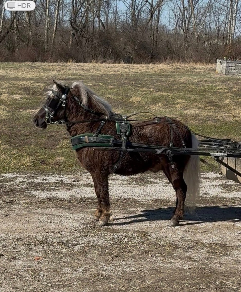 Image for Bluegrass East Spring Horse Sale 2026