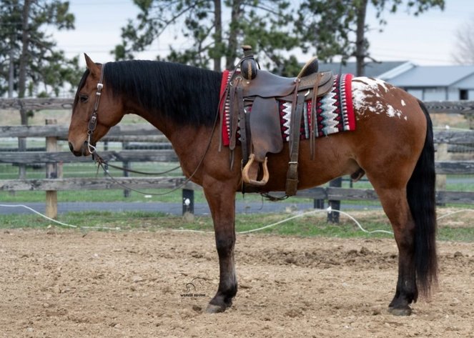 Image for Dixie Horse Auction- Saturday- Day 2