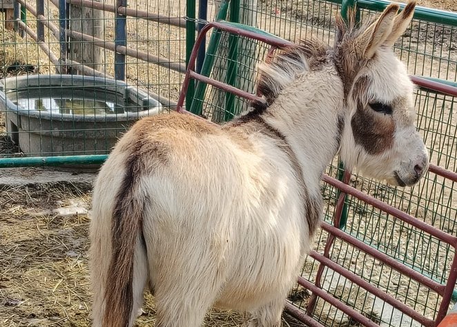 Image for Dixie Horse Auction- Friday- Day 1