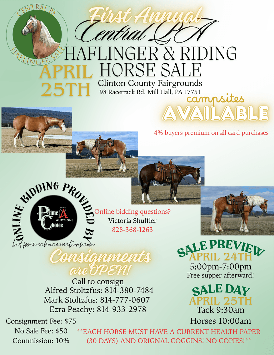 Image for Central PA Haflinger & Riding Horse Sale