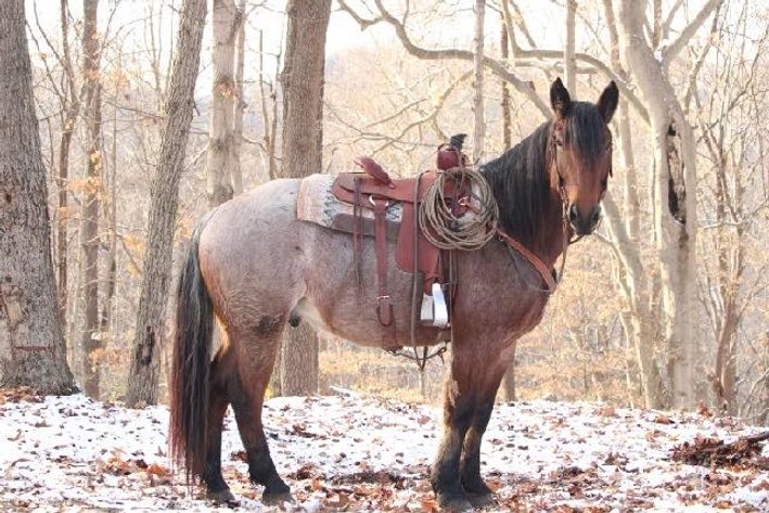 Image for Mount Up Sale, Spring 2026