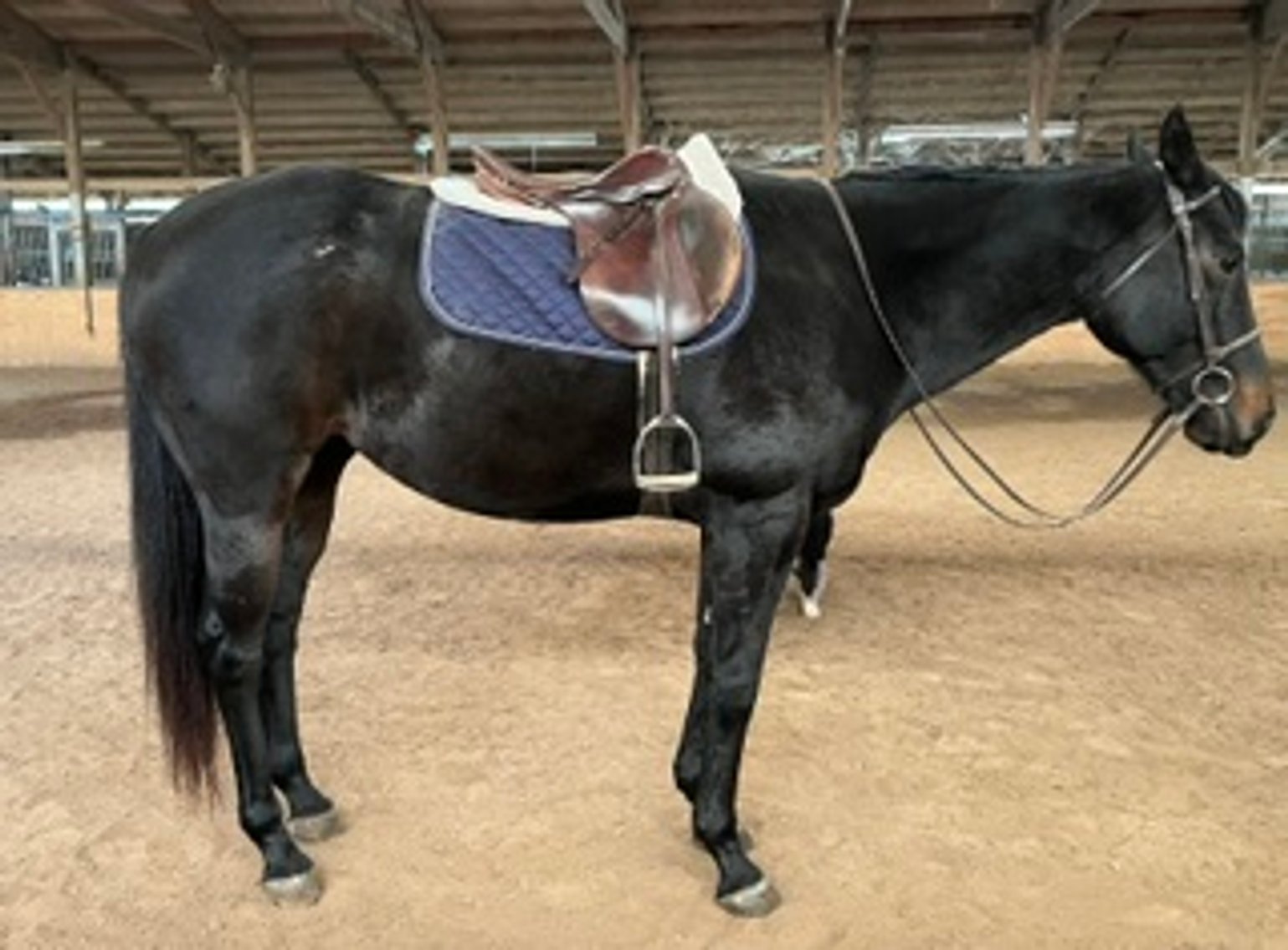 Image for Midwest Riding Horse Sale