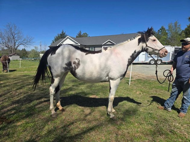 Image for Lumberton Horse and Tack Auction, April 2026