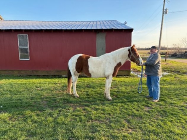 Image for Midwest Riding Horse Sale