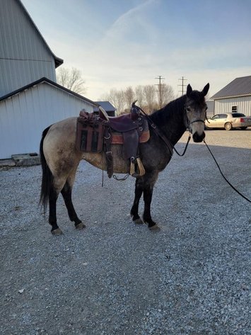 Image for Mount Up Sale, Spring 2026