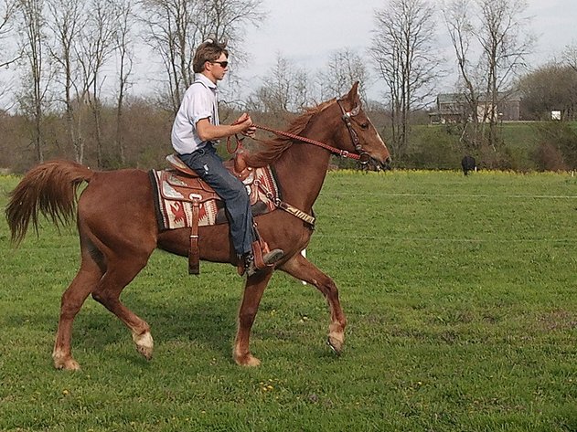 Image for Midwest Riding Horse Sale