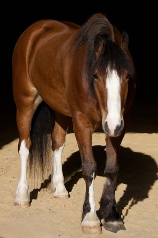 Image for Mount Up Sale, Spring 2026