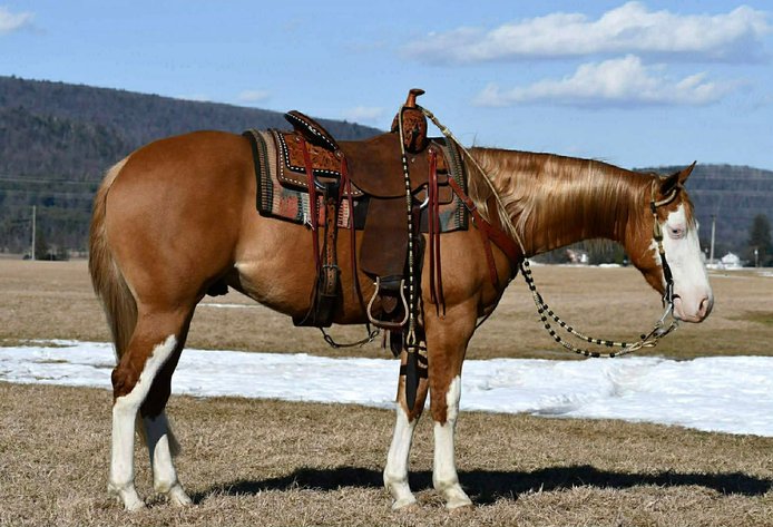 Image for Central PA Haflinger & Riding Horse Sale