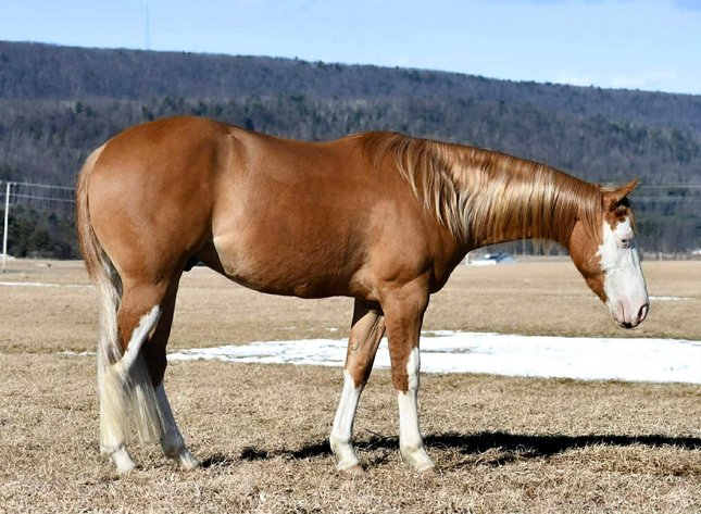 Image for Central PA Haflinger & Riding Horse Sale