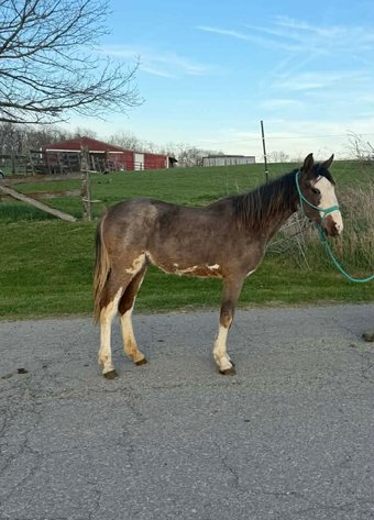 Image for Midwest Riding Horse Sale
