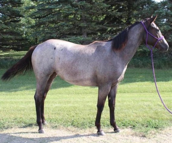 Image for Mount Up Sale, Spring 2026