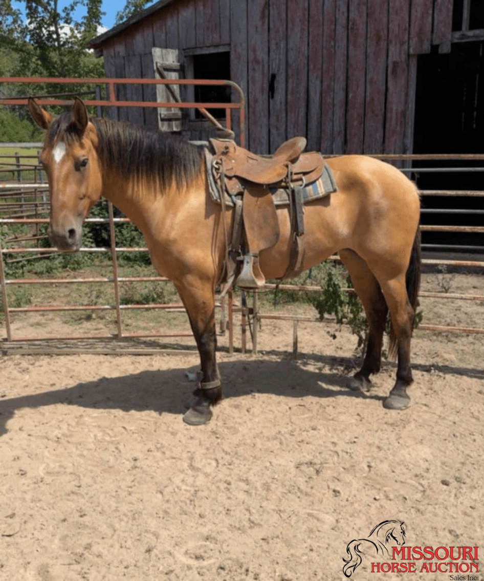 Image for January Horse Auction