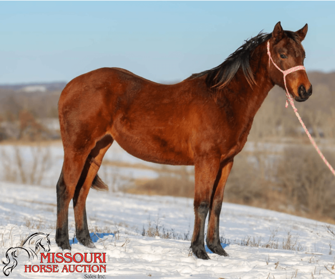 Image for January Horse Auction