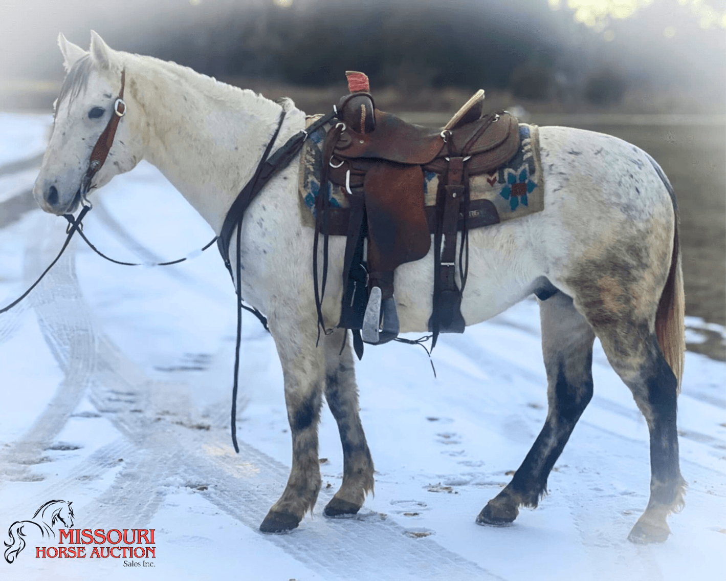 Image for January Horse Auction