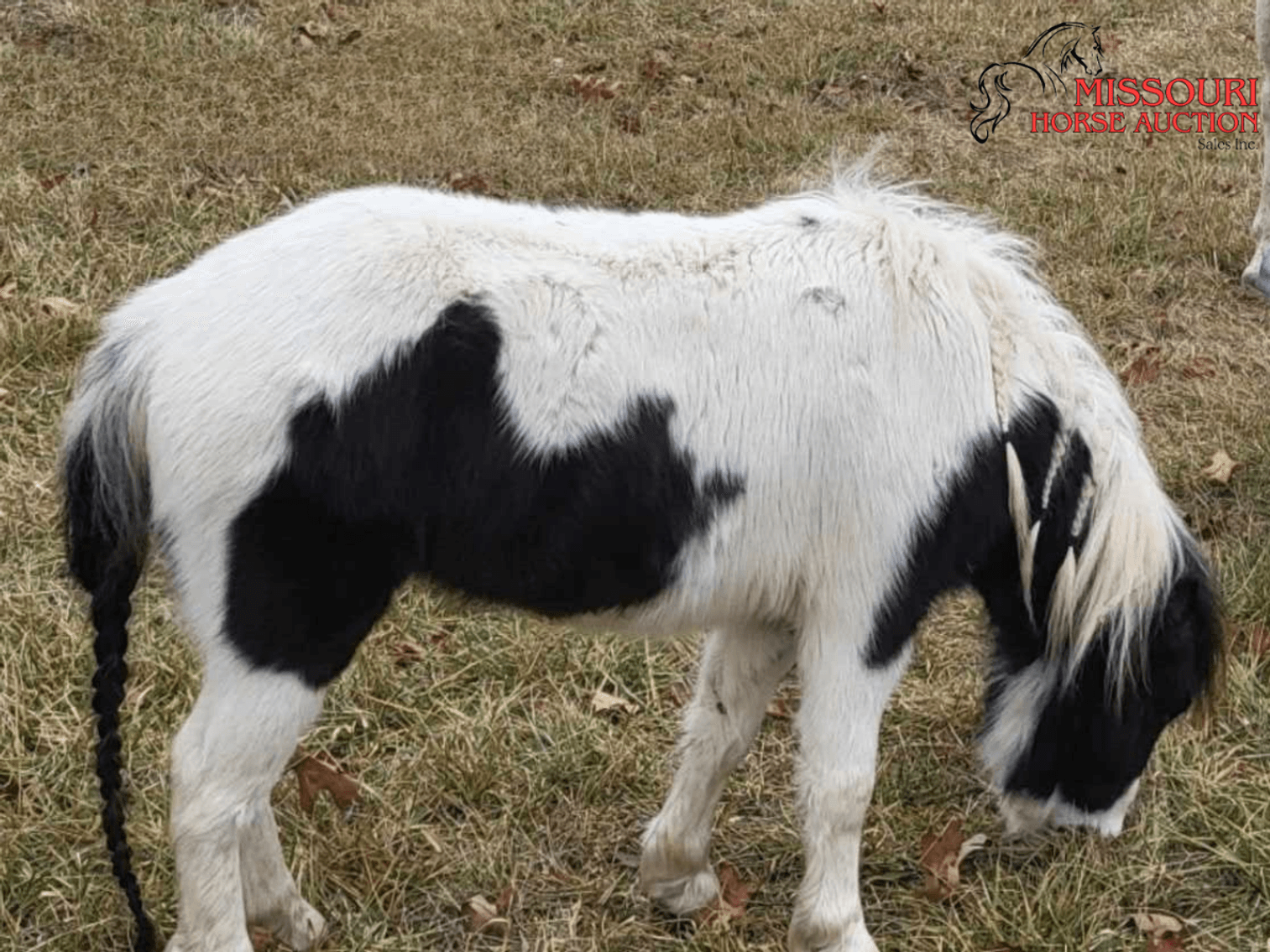 Image for March 10 DAY, ONLINE ONLY Horse Auction