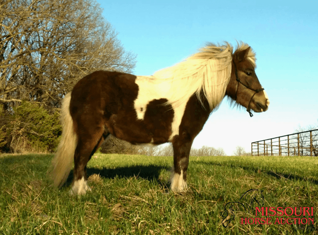 Image for March 10 DAY, ONLINE ONLY Horse Auction