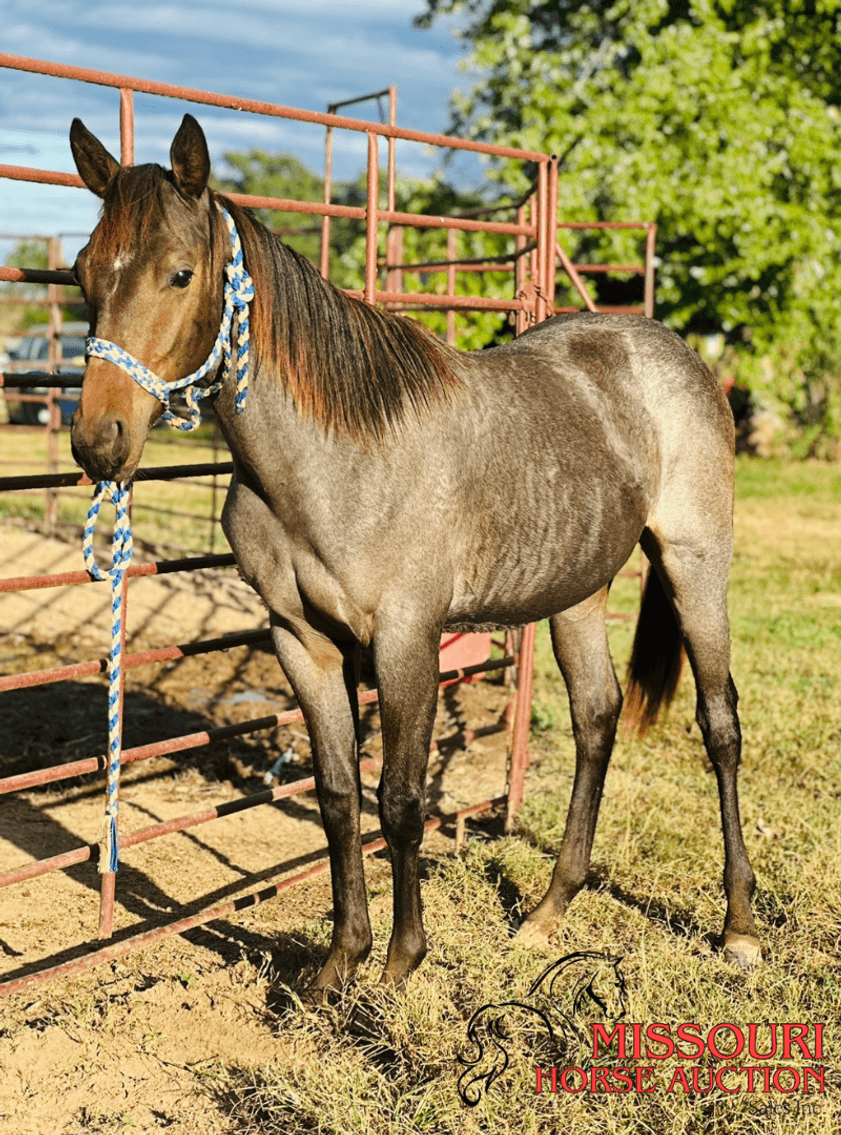 Image for March 10 DAY, ONLINE ONLY Horse Auction