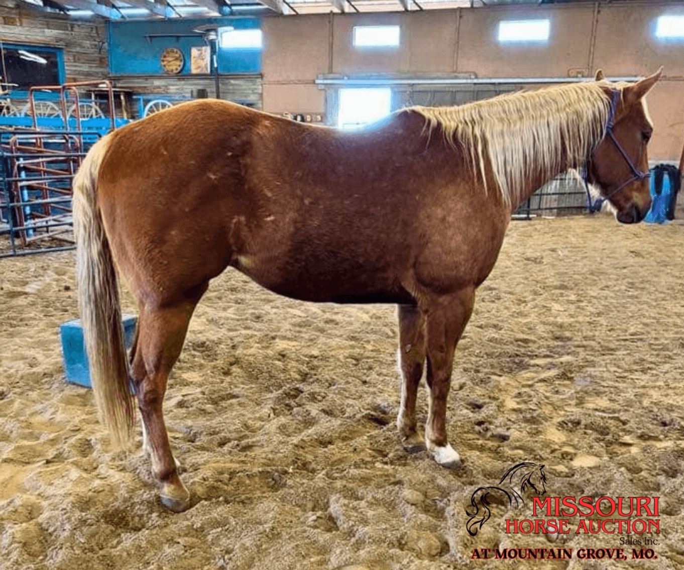 Image for March 10 DAY, ONLINE ONLY Horse Auction