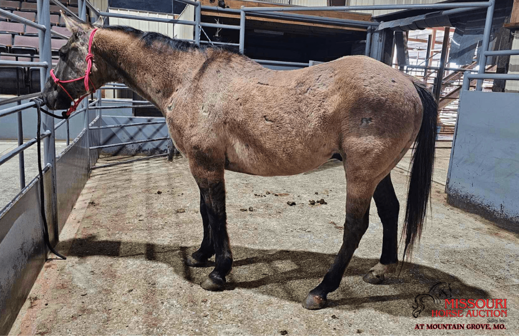 Image for Missouri Horse Auction AT MOUNTAIN GROVE- FRIDAY, APRIL 11TH, 2025