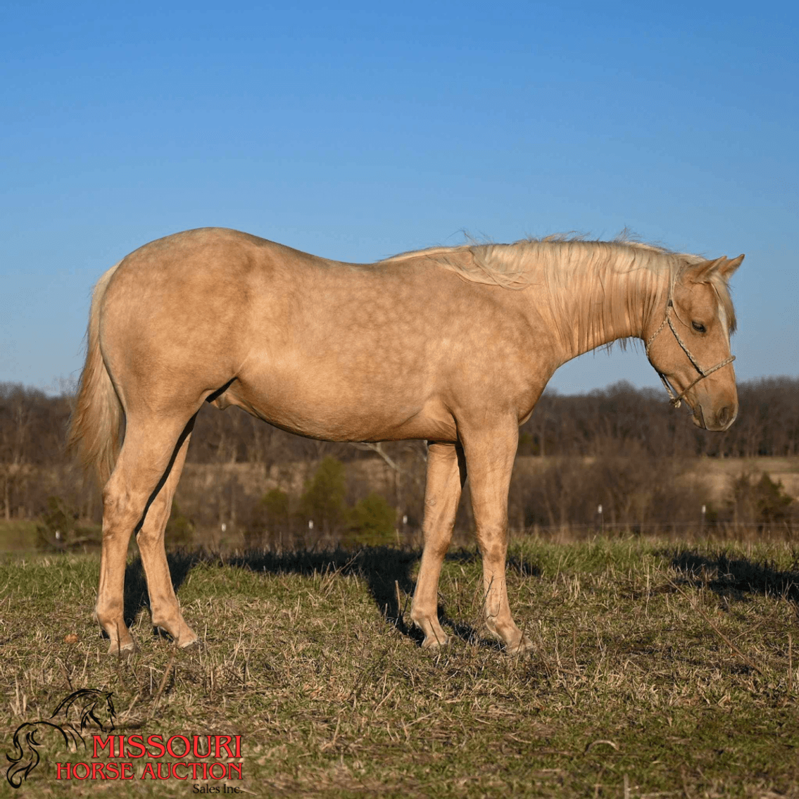 Image for April-10 DAY, ONLINE ONLY Horse Auction