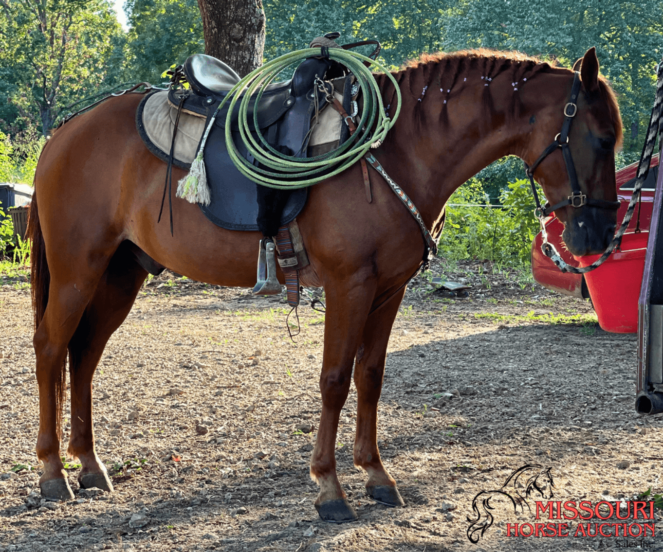 Image for April-10 DAY, ONLINE ONLY Horse Auction