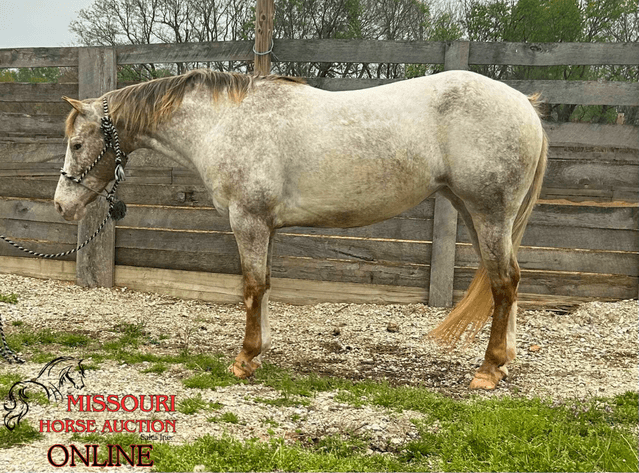 Image for April-10 DAY, ONLINE ONLY Horse Auction
