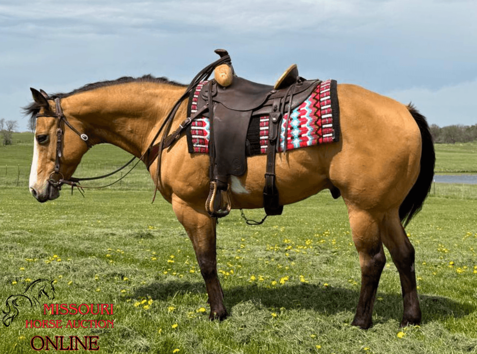 Image for April-10 DAY, ONLINE ONLY Horse Auction