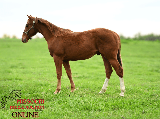 Image for April-10 DAY, ONLINE ONLY Horse Auction