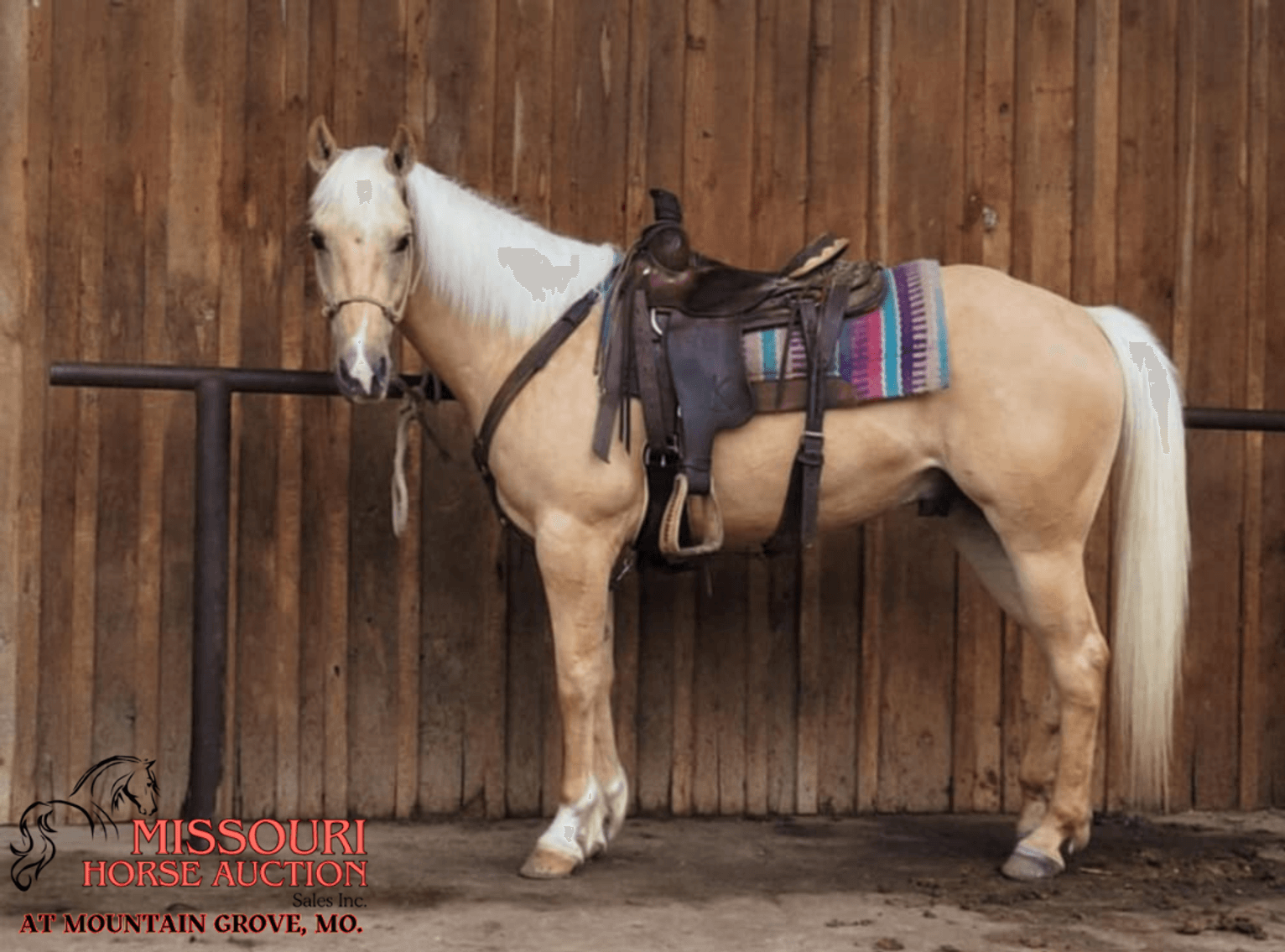 Image for Missouri Horse Auction AT MOUNTAIN GROVE- FRIDAY, MAY 9TH, 2025