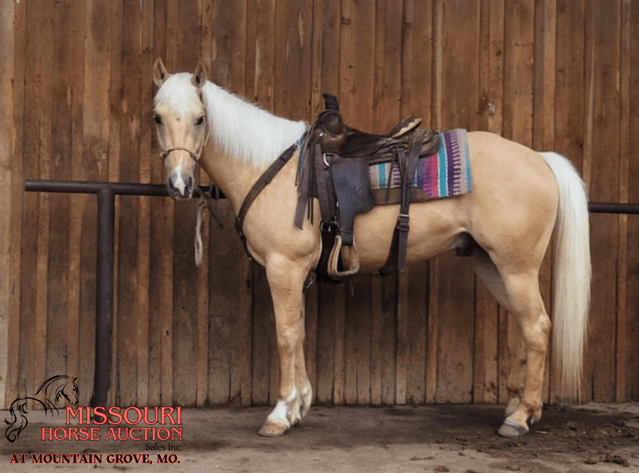 Image for Missouri Horse Auction AT MOUNTAIN GROVE- FRIDAY, MAY 9TH, 2025