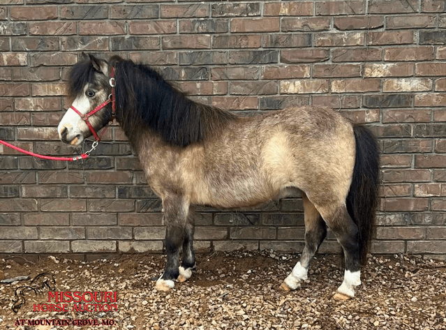 Image for Missouri Horse Auction AT MOUNTAIN GROVE- FRIDAY, MAY 9TH, 2025