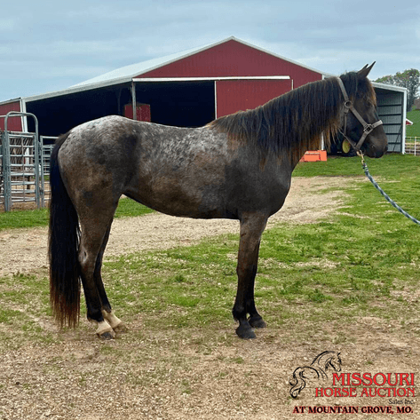 Image for Missouri Horse Auction AT MOUNTAIN GROVE- FRIDAY, MAY 9TH, 2025