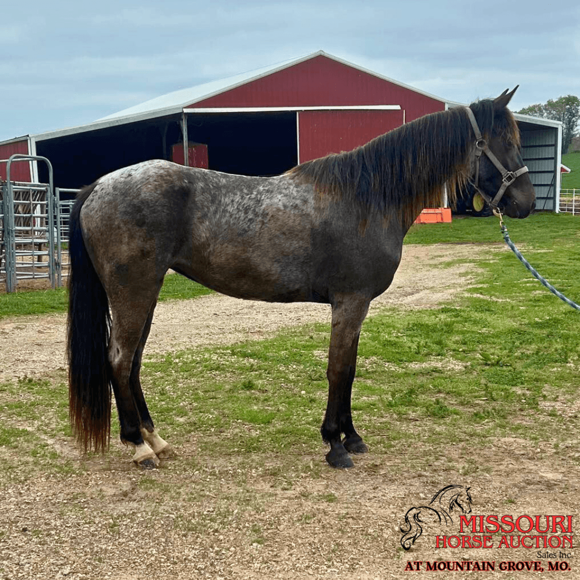 Image for Missouri Horse Auction AT MOUNTAIN GROVE- FRIDAY, MAY 9TH, 2025