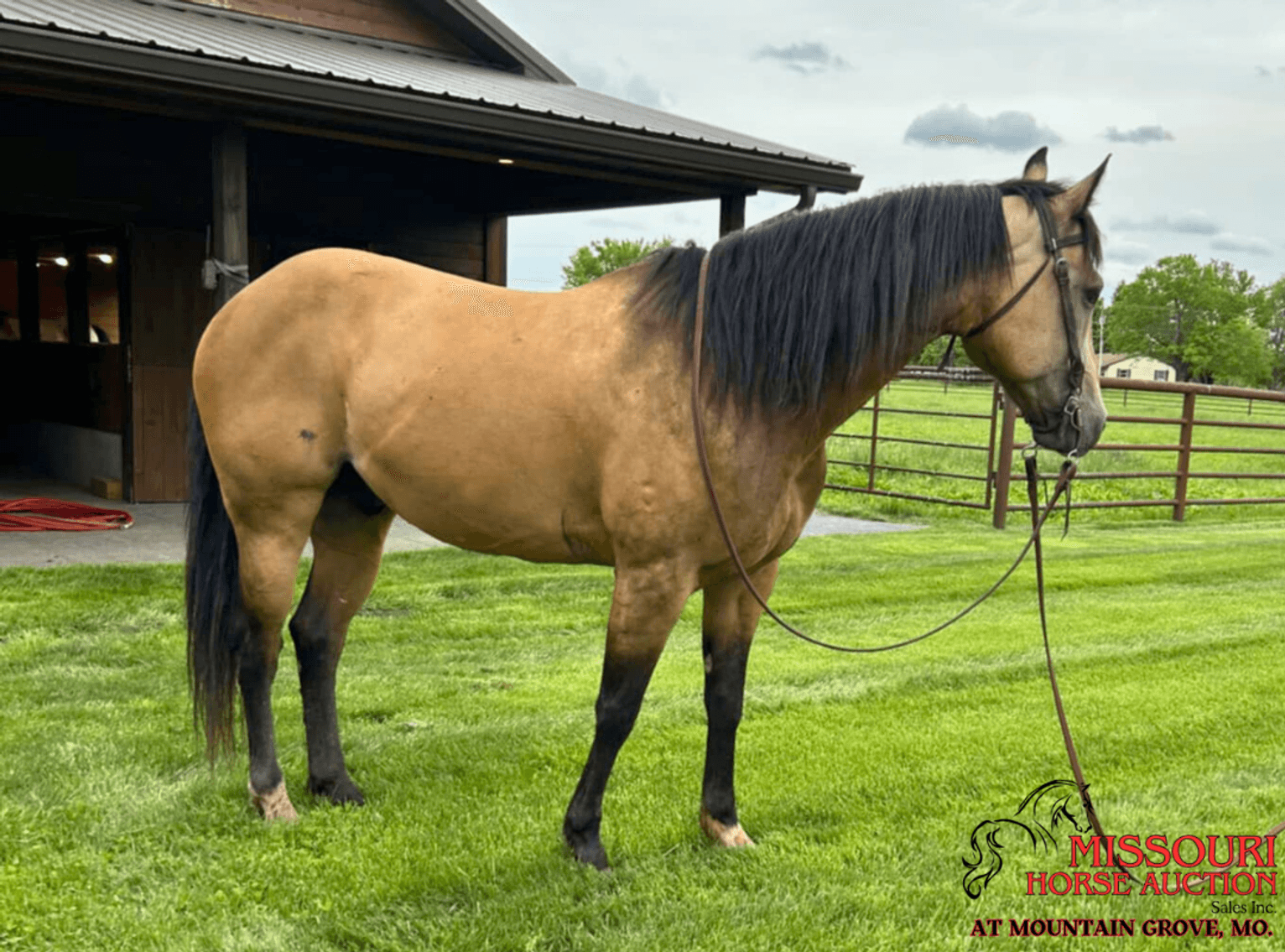 Image for Missouri Horse Auction AT MOUNTAIN GROVE- FRIDAY, MAY 9TH, 2025