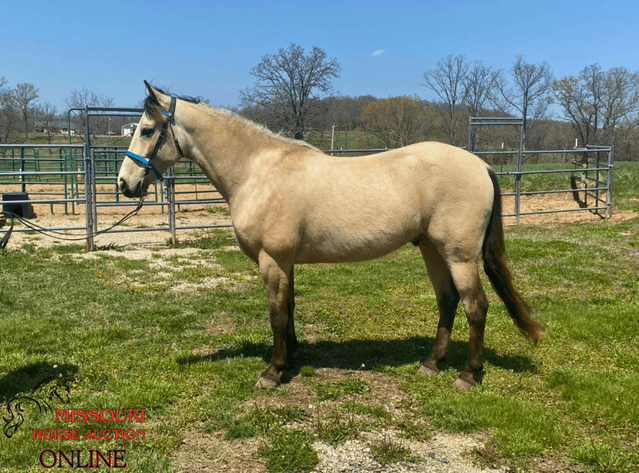 Image for May-10 DAY, ONLINE ONLY Horse Auction