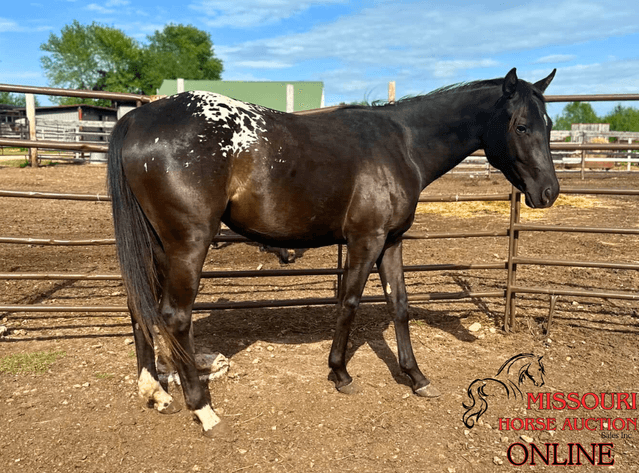 Image for May-10 DAY, ONLINE ONLY Horse Auction